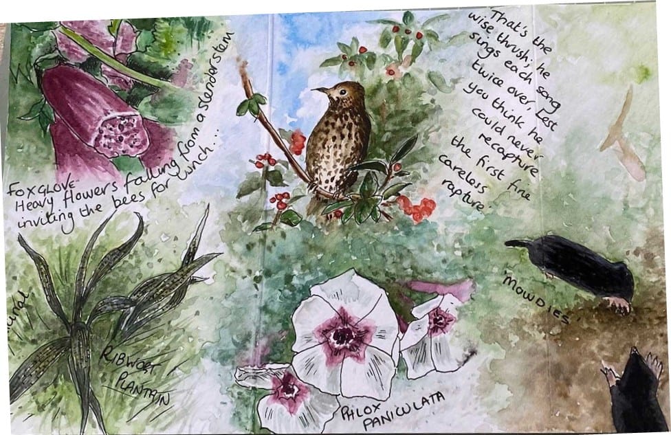 Nature Journalling with Steve Pardue