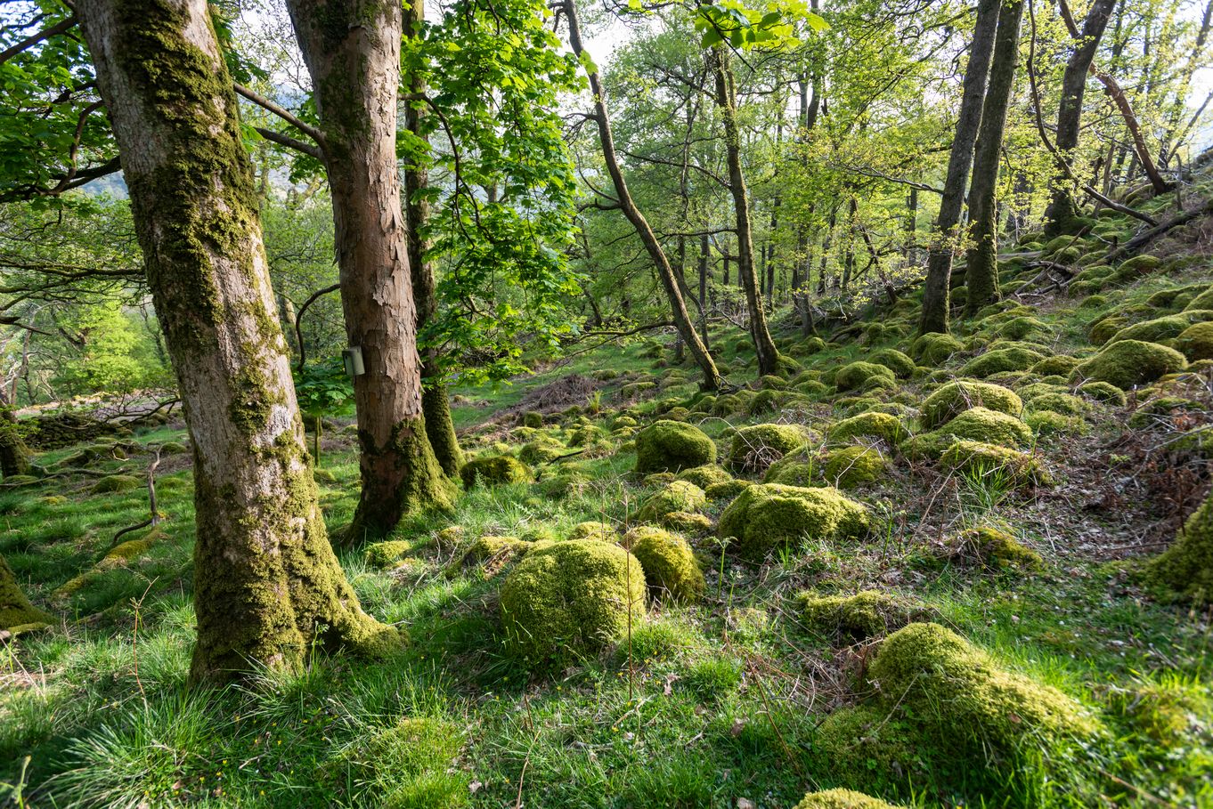 Heritage Open Days - History of the Borrowdale Rainforest Guided Walk