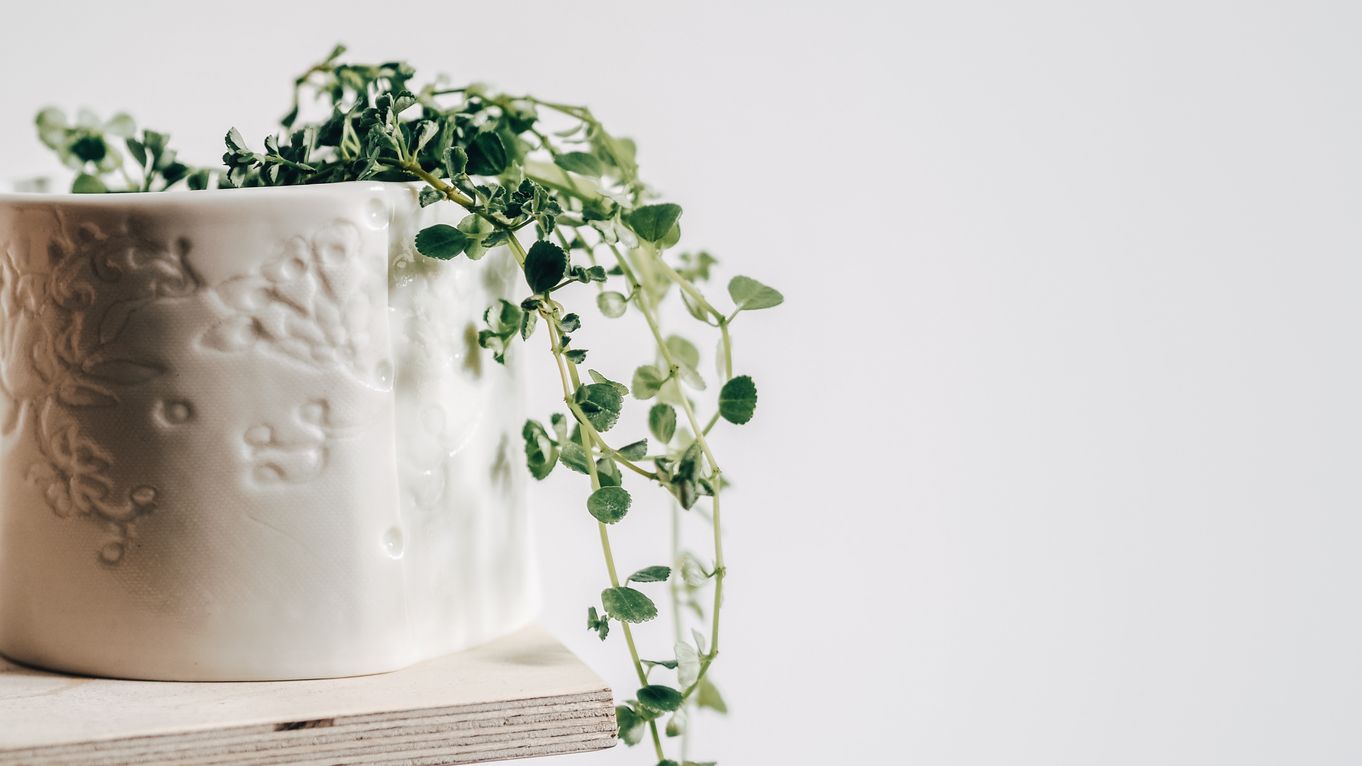 A textured Porcelain Plant Pot ~ with Cath Ball of 'Stitched Ceramics' 