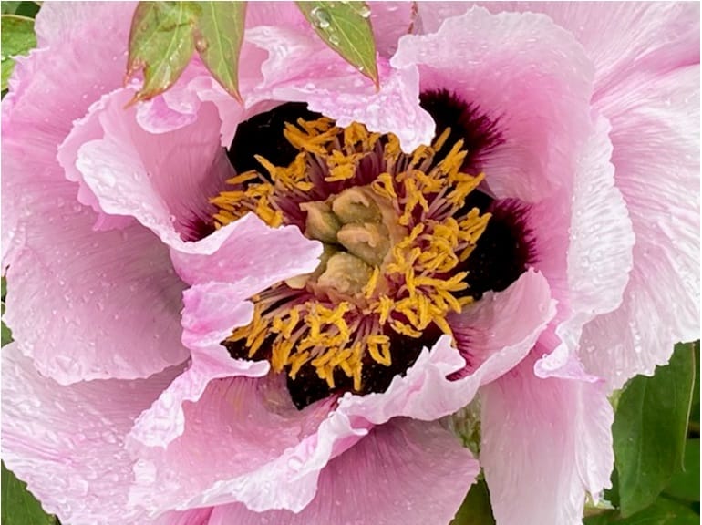 Design & Planting Tips for a small Garden' with Shelagh Todd - lecturer, garden designer & plantswoman.