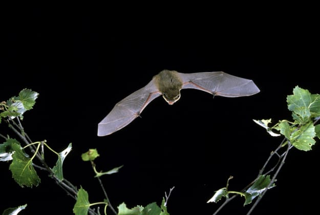 Twilight Bat Walks