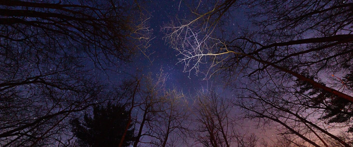 Dark Skies Festival - Dark skies walk
