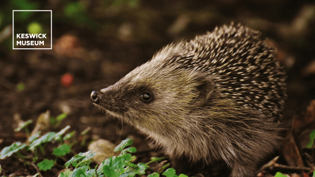 Hedgehog Day (with Cumbria Wildlife Trust)