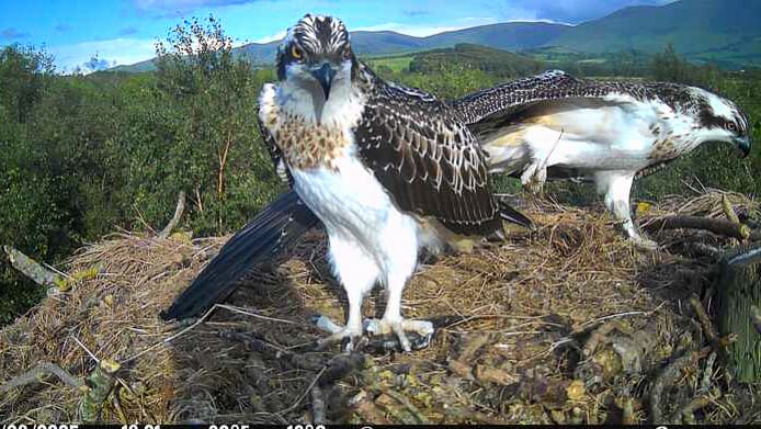 nw cumbria ospreys (credit forestry england crown copyright)-1.jpg