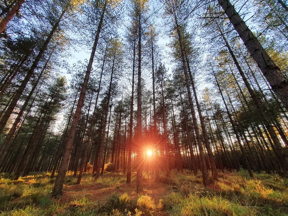 forestry england moors valleyjpg.jpg