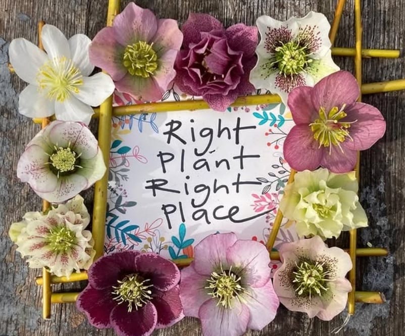 'Design & Planting Tips for a small Garden' with Shelagh Todd - lecturer, garden designer & plantswoman. 