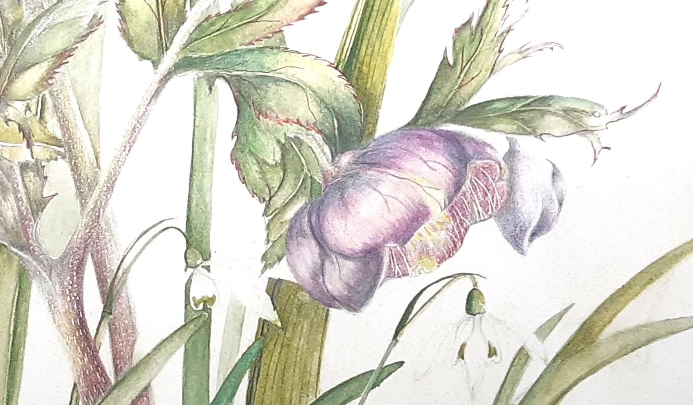 'Intro to Flower Painting in Watercolours' with Lis Bramwell