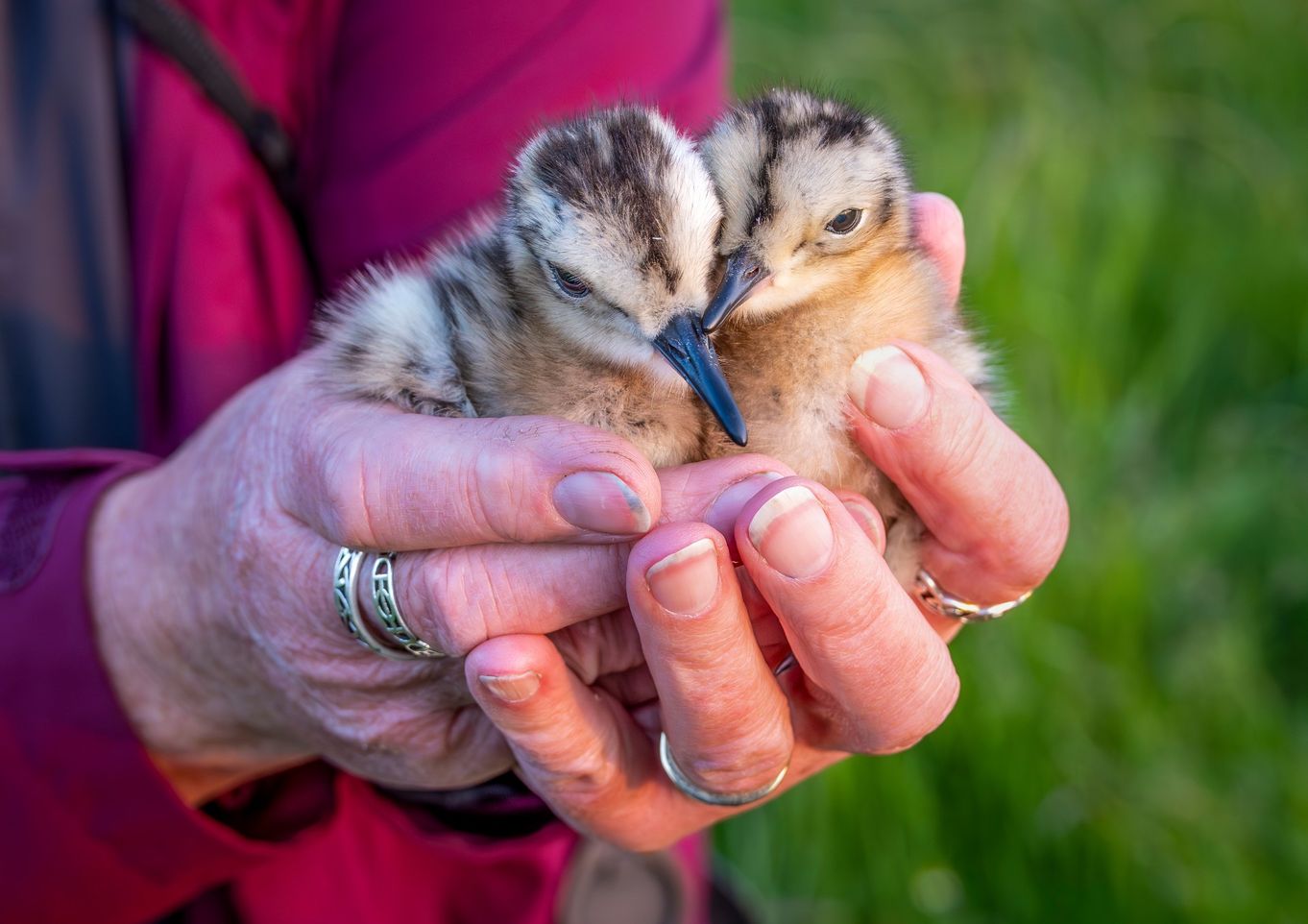 Lunchtime Talk – Curlew Recovery in the Cocker Valley: the first 2 years