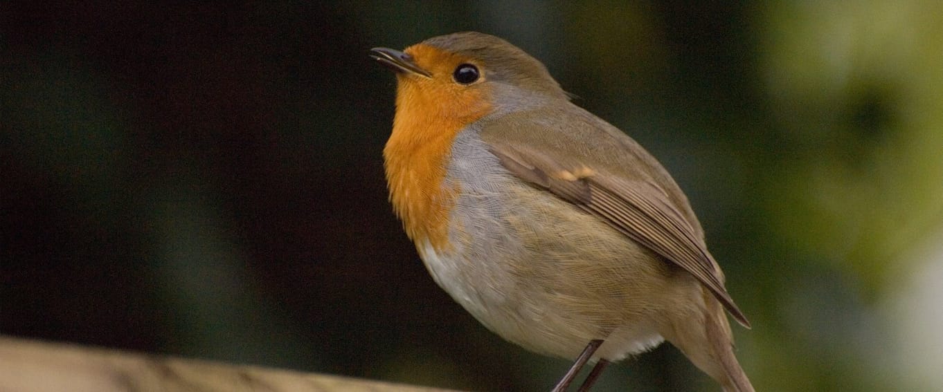 Birdsong guided walk