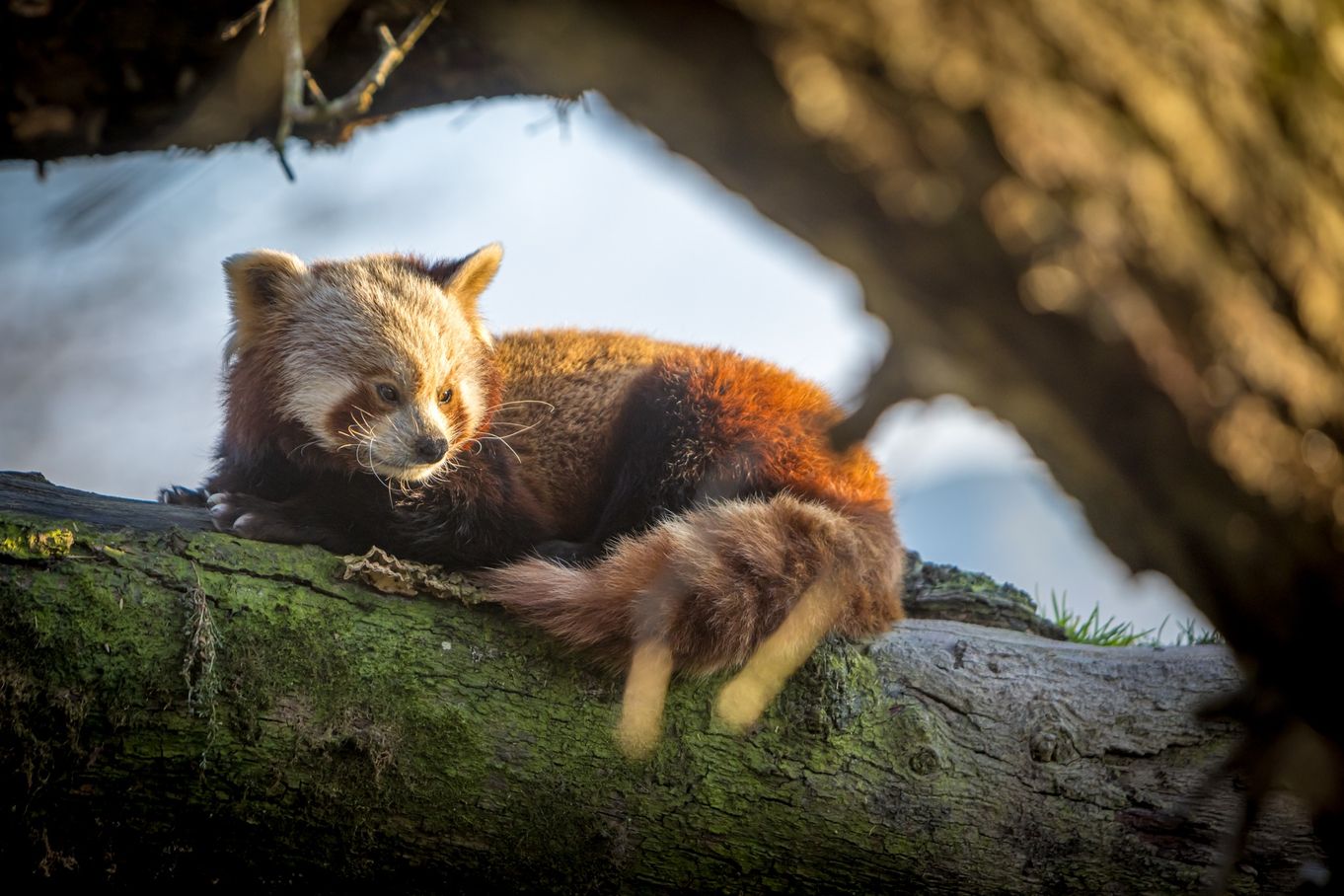 lake district wildlife park red panda.jpg