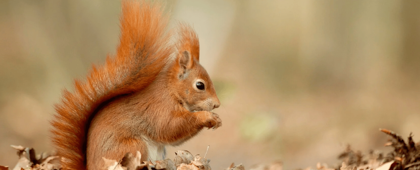 Red squirrel feeder walk