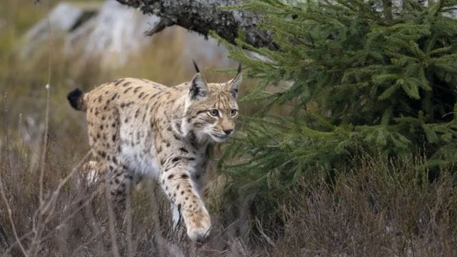Lunchtime Talk: The Missing Lynx Project