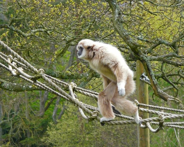Lake District Wildlife Park