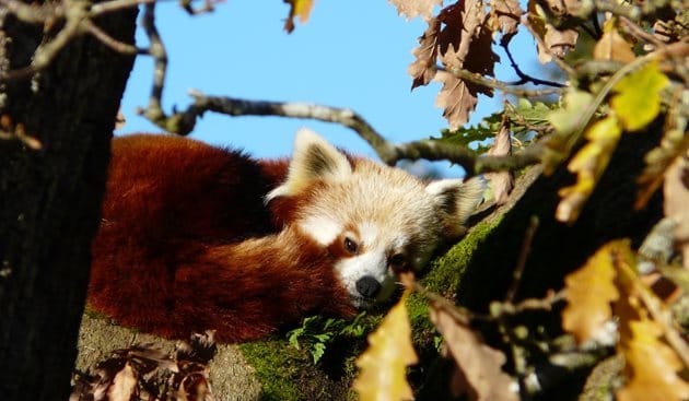 Lake District Wildlife Park